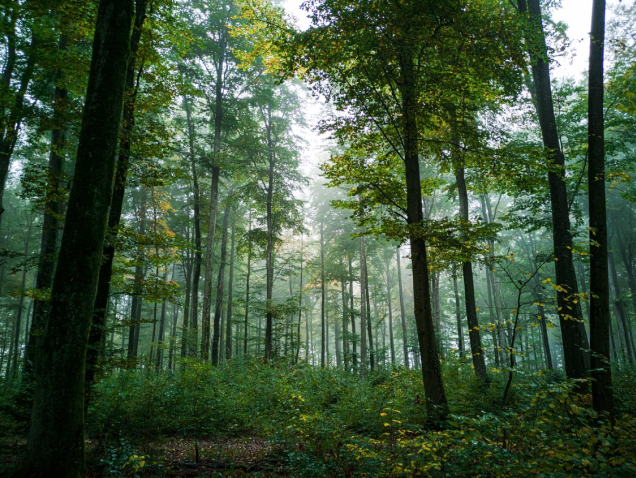 Bild med skog